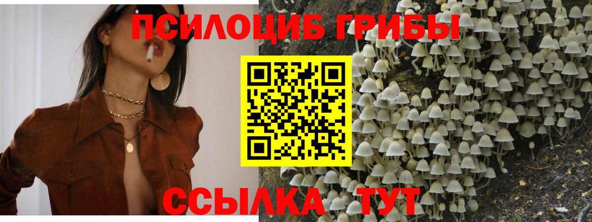 Карачаевск  Псилоцибиновые грибы GOLDEN TEACHER  Вход с VPN 